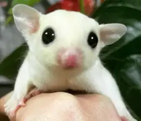 Predám biele vakoveveričky