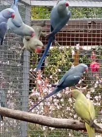 Alexandr Malý Mutace Prodej