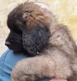 Royals Sedmidomky - bereme záznamy