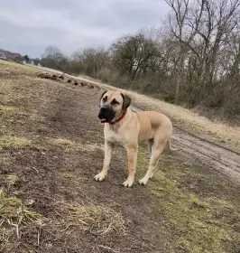Kanárska doga (Presa Canario) – fenka s PP