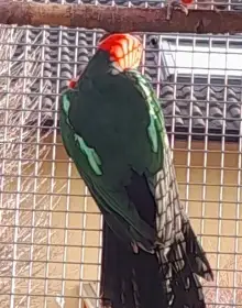 Papoušek královský štěpitelný