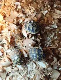 Prodám mláďata želvy zelenavé