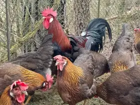 Vlaška koroptví - násadová vejce