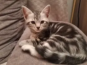 Evropská koťátka s PP