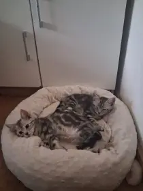 kočička s kocourkem