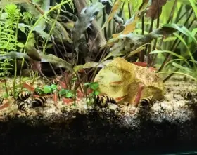 Helena - šnek Anentome helena