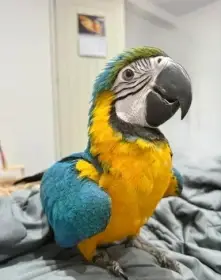 Mládě ručně odchovaného a ručně ochočeného modrozlatého ara