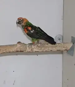 Poicephalus gulielmi