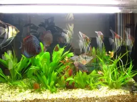 Levamisol-roztok na odčervení a parazity nejen pro skaláry a terčovce