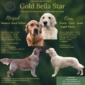 Zlatý retrívr s PP