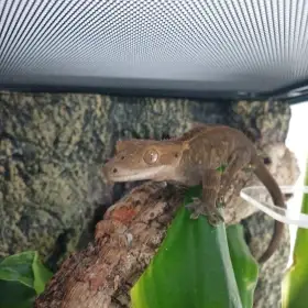 Prodám mladého samečka