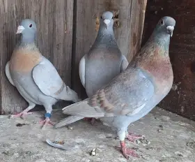 Poštovní holubi