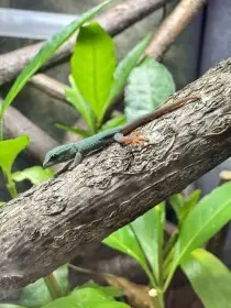 Gekon modry - Lygodactylus williamsi