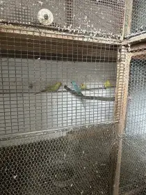 Alexandři, papoušci, rozely