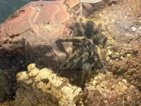 Samice tliltocatl albopilosum včetně terária