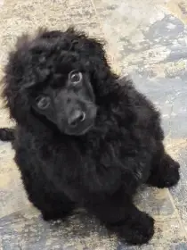 Pudl trpasličí černý a hnědý s P.P.