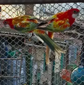 Rosela opalin ( golden gold)