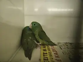 Papoušíček brýlatý