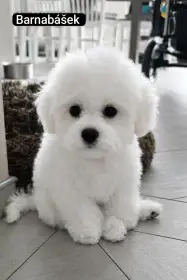 Štěně psa Bišonek s PP.