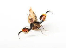 Scháním Ad./ SubAd. samce Kudlanky druhu: Astyliasula phyllopus