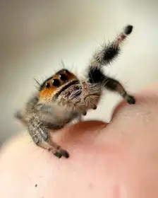 Skákavka královská "Everglades" určené kusy