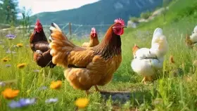 Slepice Nosnice Dominanty 22 týdnů staré, těsně před snáškou, 10 barev na výběr