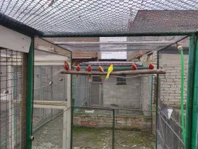 Prodám neofémy a penanty.