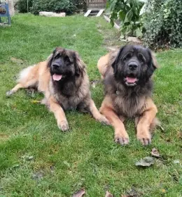 Leonberger - štěňata s PP
