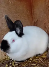 Králík kalifornský