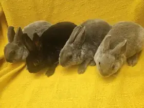 Zakrslý králíček