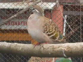 Holub bronzovokřídlý