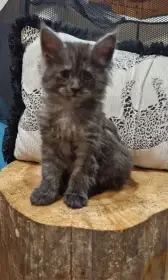 Mainská mývalí koťata koťata s PP k rezervaci