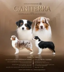 Australský ovčák štěně