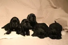 Štěňátka anglického kokršpaněla hledájí domov – CHS Benji's Memory