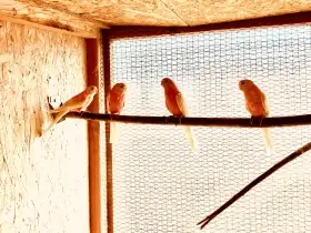 Prodám 1.3 neofémy bourky