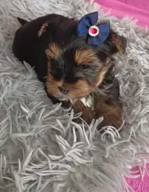 Jorkšírský teriér