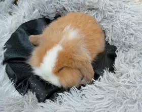 Zakrslý beránek F2