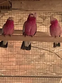 Prodám samičku Kakadu růžový.