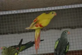 Papoušek horský žlutý lemovaný