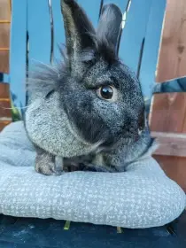 Prodám dva zakrslé králíčky – samici a samce