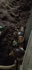 Lissachatina immaculata