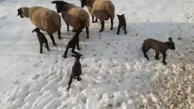 Nabízím jehničky a beránky suffolk (SF)