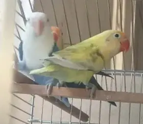 Mladí Agapornisi fišerovi