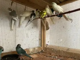 Kakariki červenočelý