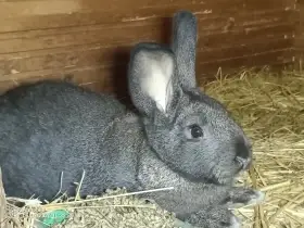 Mladá samička VM x Hyla