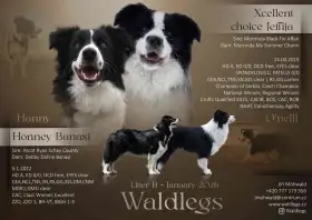 Border kolie štěňata s PP