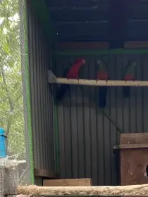 Prodám loňskou samici papouška královského