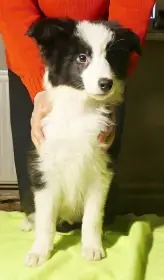 Černobílý pejsek border kolie s PP
