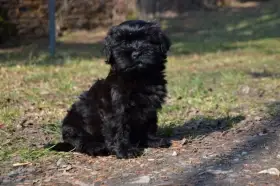 Havanský psík s PP - pejsek k odběru