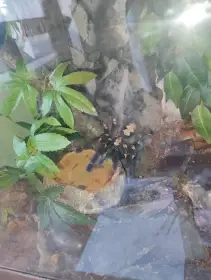 Poecilotheria Metallica